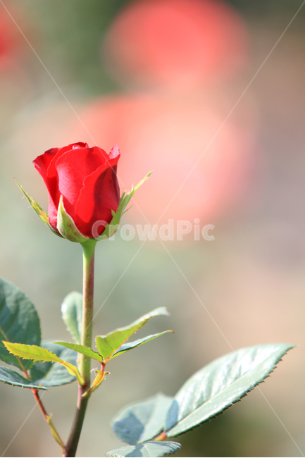 장미,장미꽃,장미축제,여름,꽃,식물,장미공원,rose,빨간장미,노랑장미,여름식물,5월,5월꽃,로즈데이,식물,자연,plants,nature,꽃,flower,기념일,축하,anniversary,congratulation,celebrate,celebration,감성,sensible,feeling