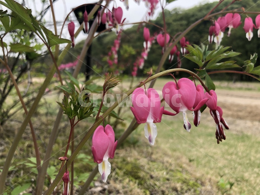 봄,산책,산길,야생화,금낭화