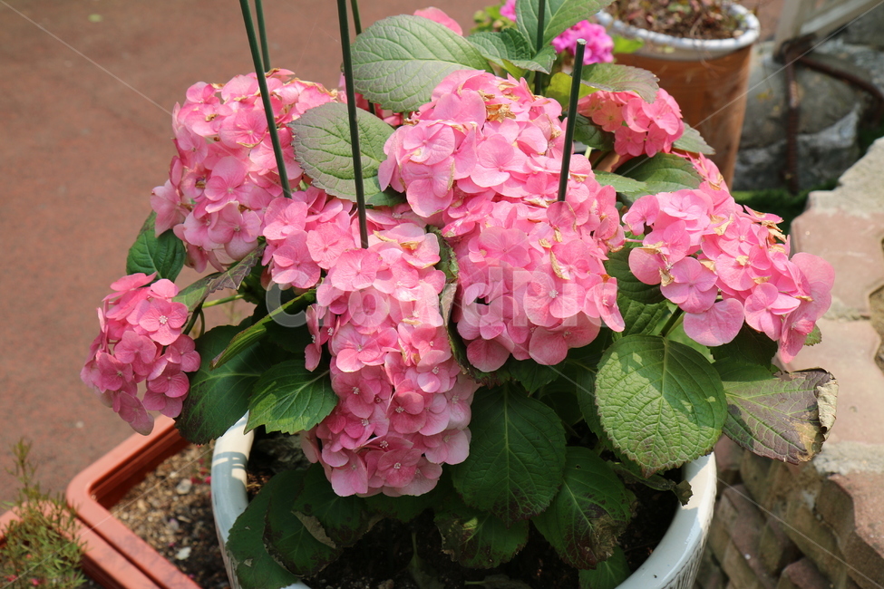 꽃,초록,봄,식물,화사한,식물,자연,plants,nature,꽃,flower