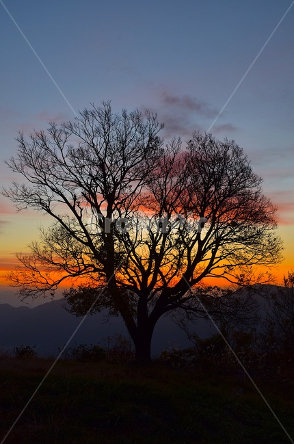 일출,합천,대암산,나무,일출사진,자연,풍경,nature,landscape,식물,plants,나무,trees,wood,실루엣,그림자,silhouette,shadow,outdoors,옥외,sky,하늘,dusk,황혼,sunset,일몰,red sky,붉은 하늘,dawn,새벽