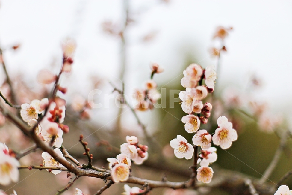 매화마을,매화꽃,매화,매화축제,하동,hadong,flower,꽃,봄,계절,spring,season,식물,자연,plants,nature,꽃,flower,plant,blossom