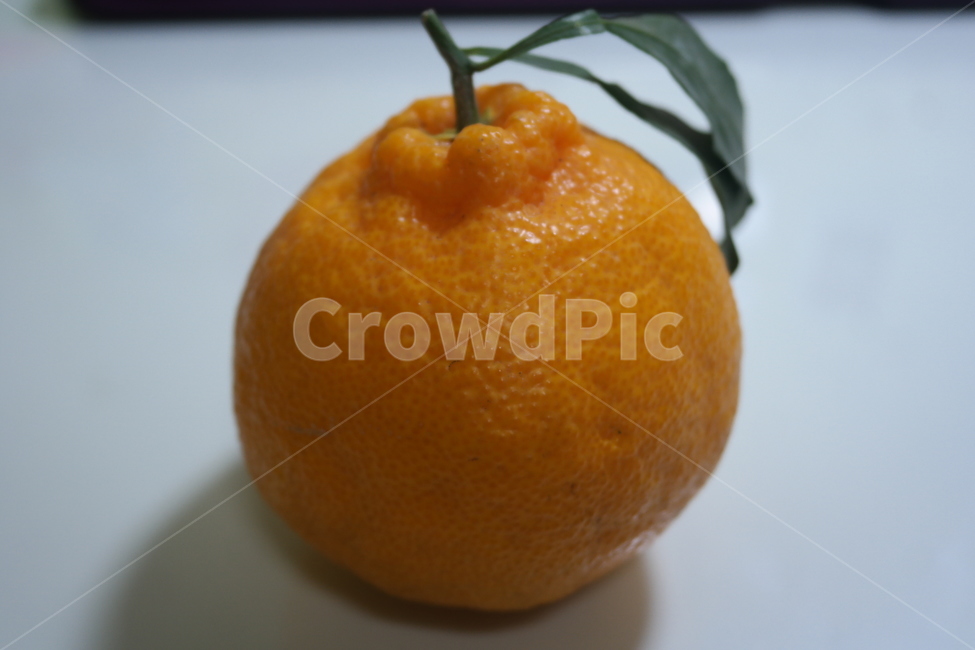 orange,주황색,감귤류과일,과일,fruit,한라봉,제주도,특산품,과일,열매,fruit