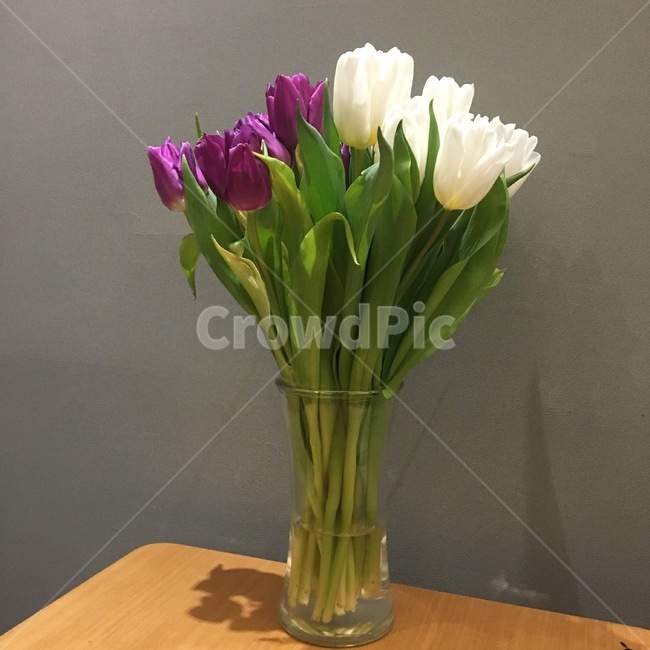 식물,plant,꽃,flower,튤립,화분,tulip