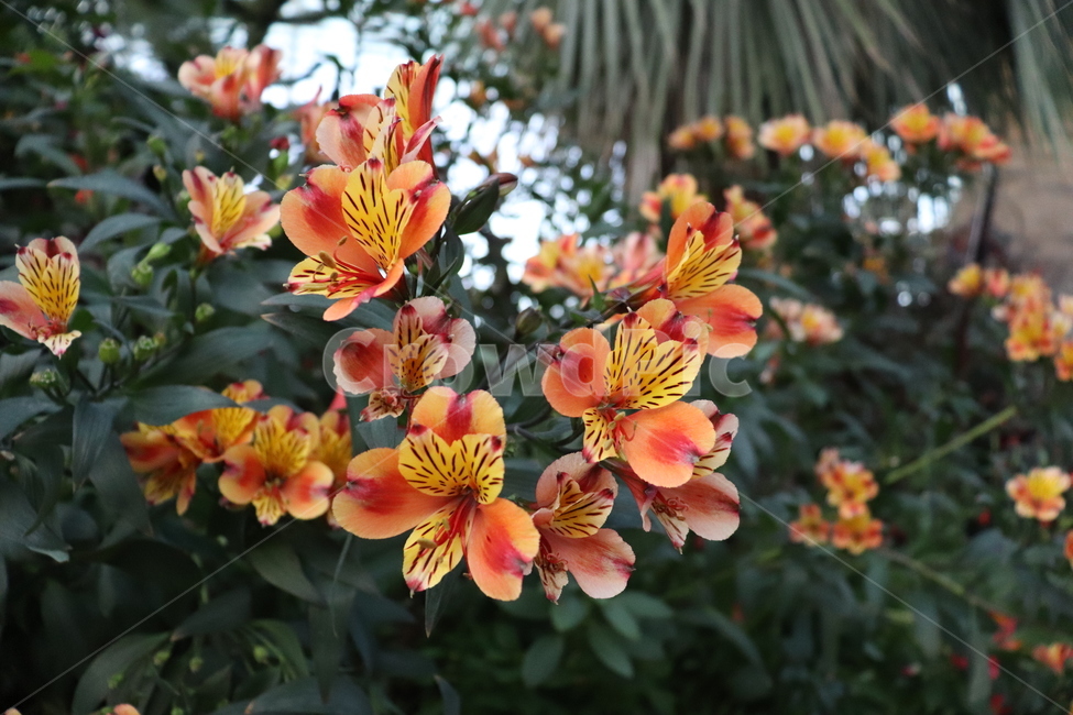 plant,식물,flower,꽃,자연,식물,자연,plants,nature,꽃,flower