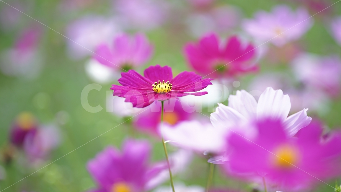 코스모스,꽃,가을,자연,식물,감성,cosmos,flowers,가을,계절,fall,autumn,season,식물,자연,plants,nature,꽃,flower,plant