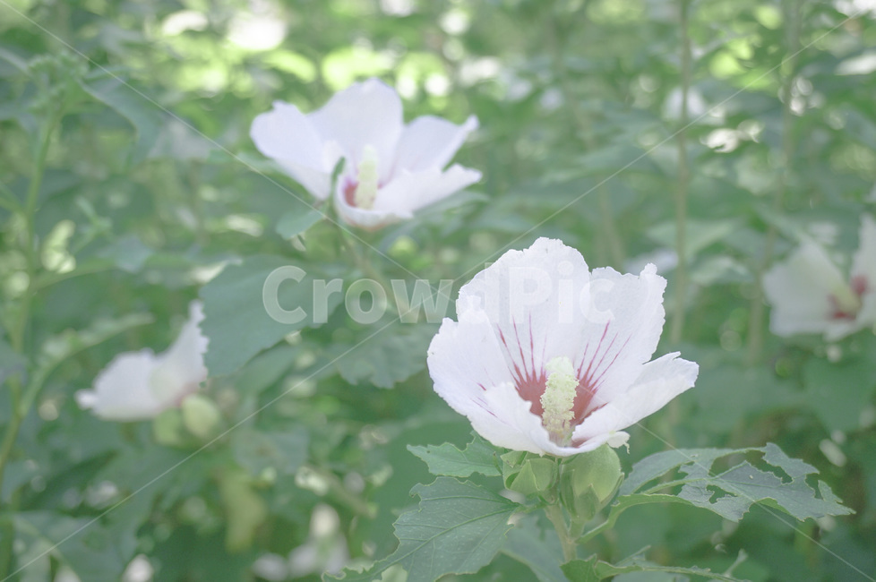 무궁화,꽃,식물,그린,초록,우리나라꽃,roseofsharon,flower,plant,green,greenery,koreaflower,식물,자연,plants,nature,꽃,flower