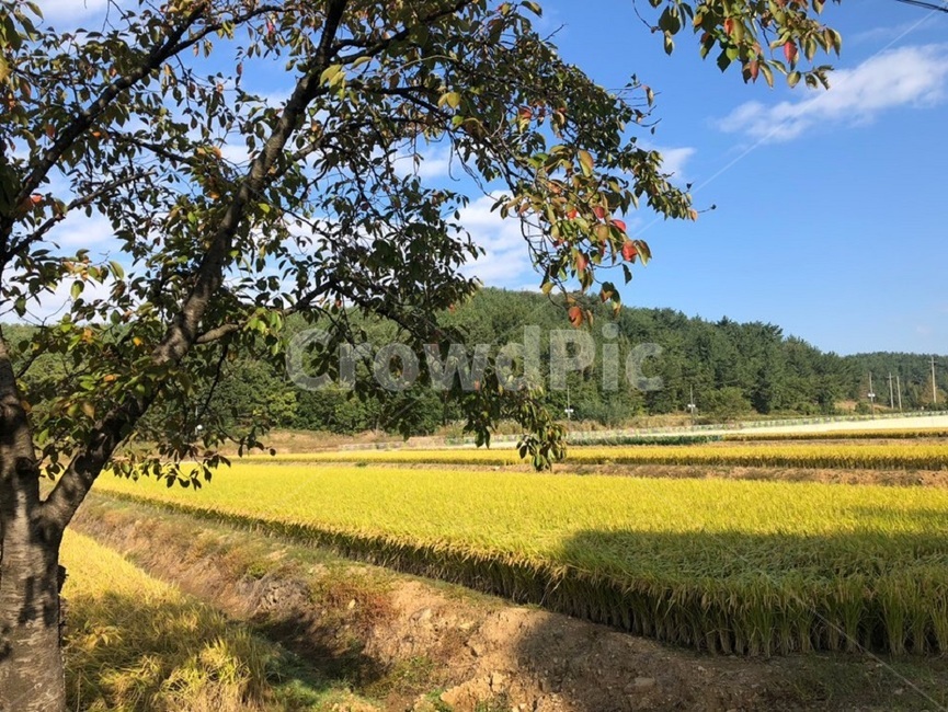 가을,가을하늘,시골,urban,autum,fall,벼수확,벼,자연,풍경,nature,landscape,농업,농사,agriculture,farming,farming industry,grassland,목초지,field,들,outdoors,옥외