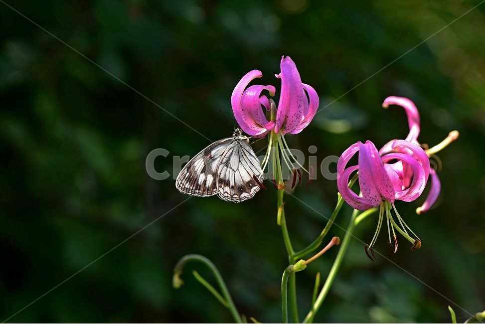 솔나리,야생화,식물,꽃,자연,여름,생태,힐링,플라워,wildflower,flower,plants,nature,season,감성,느낌,emotion,feeling,백합목,백합과,백합속,분홍색,여러해살이풀,나비,조흰뱀눈나비,식물,자연,plants,nature,꽃,flower,동물,animal,곤충,벌레,insect,bug