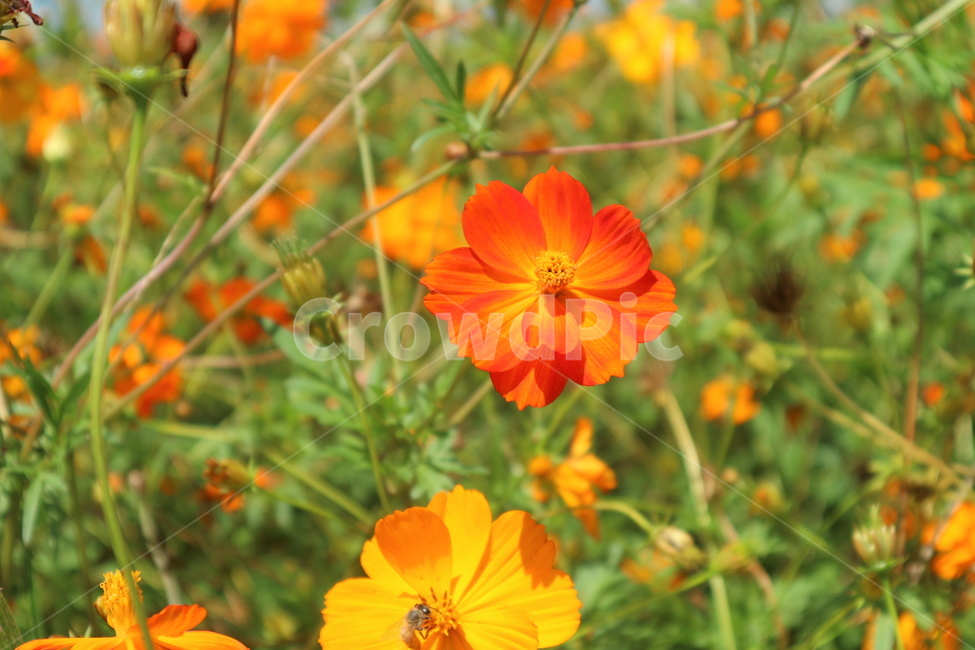 황화코스모스,꽃밭,코스모스,코스모스밭,꽃,접사,cosmos,flower,autumnsecenery,huanghuacosmos
