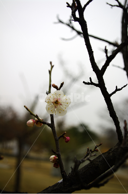봄,spring,계절,식물,plant,자연,nature,꽃,flower,매화,식물,자연,plants,nature,꽃,flower