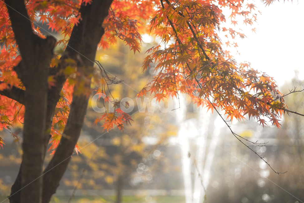 단풍,추색,가을,나무,나뭇잎,잎새,자연,잎,가을,계절,fall,autumn,season,감성,sensible,feeling,leaf,plant,식물,tree,maple