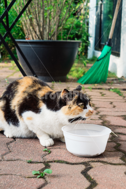 고양이,캣,냥냥이,길고양이,삼색이,치즈냥,냥,cat,동물,동물,animal,포유류,mammal,고양이,cat,kitten,kitty