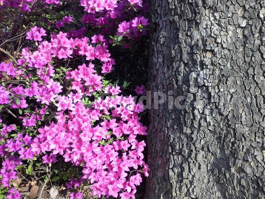 철쭉,진달래과,척촉화,산객,개꽃나무,낙엽떨기나무,관상용,식물,자연,plants,nature,꽃,flower