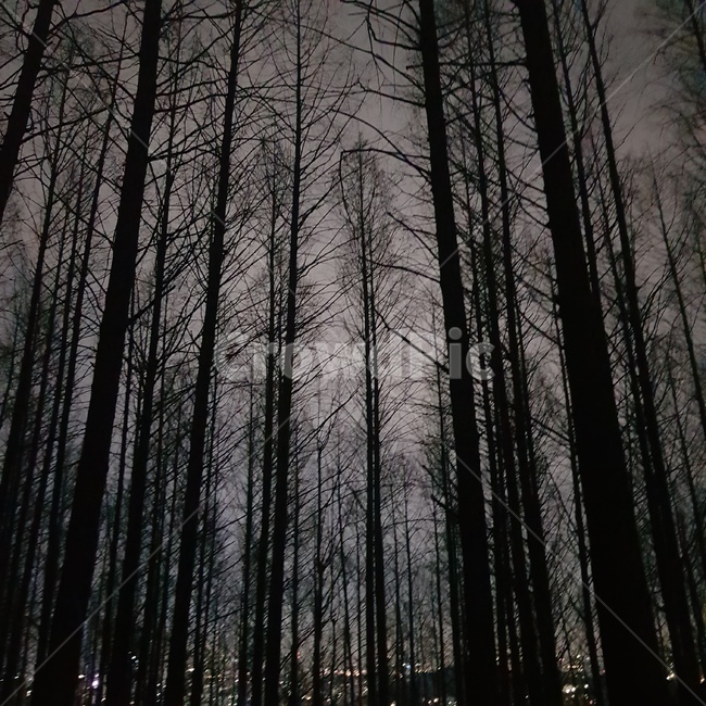야경,나무,산,공포,어둠,자연,자연,풍경,nature,landscape,tree,plant,식물