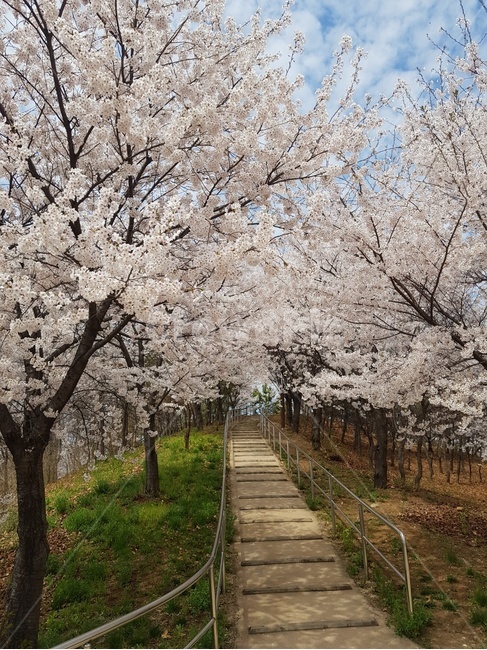 꽃,blossom,flower,plant,공원,park,벚꽃,cherryblossoms,cherryblossom,나무,tree,봄,계절,spring,season,식물