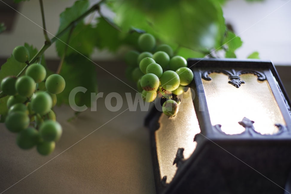 포도,청포도,여름,전구,감성사진,배경화면,자연,식물,조명,빛,grape,green,greengrape,lamp,light,bulb,beauty,beautiful,nature,natural,bright,plant,leaf,fruit,인테리어,실내디자인,interior design,사물,물건,오브젝트,thing,object,matter
