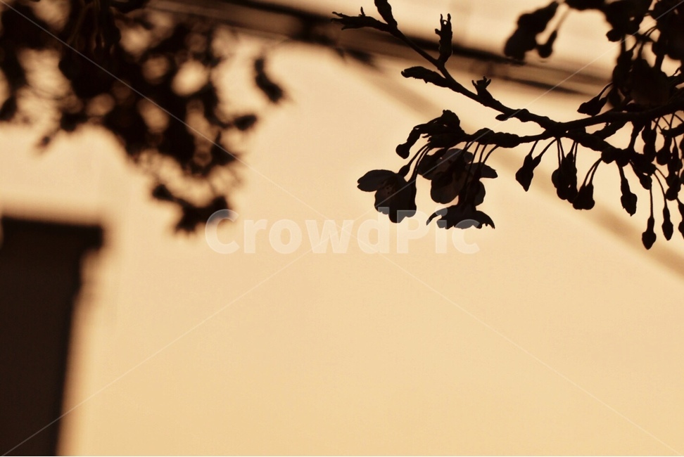 봄,노을,벚꽃,나무,자연,감성사진,봄날,나들이,꽃,봄,계절,spring,season,식물,자연,plants,nature,꽃,flower