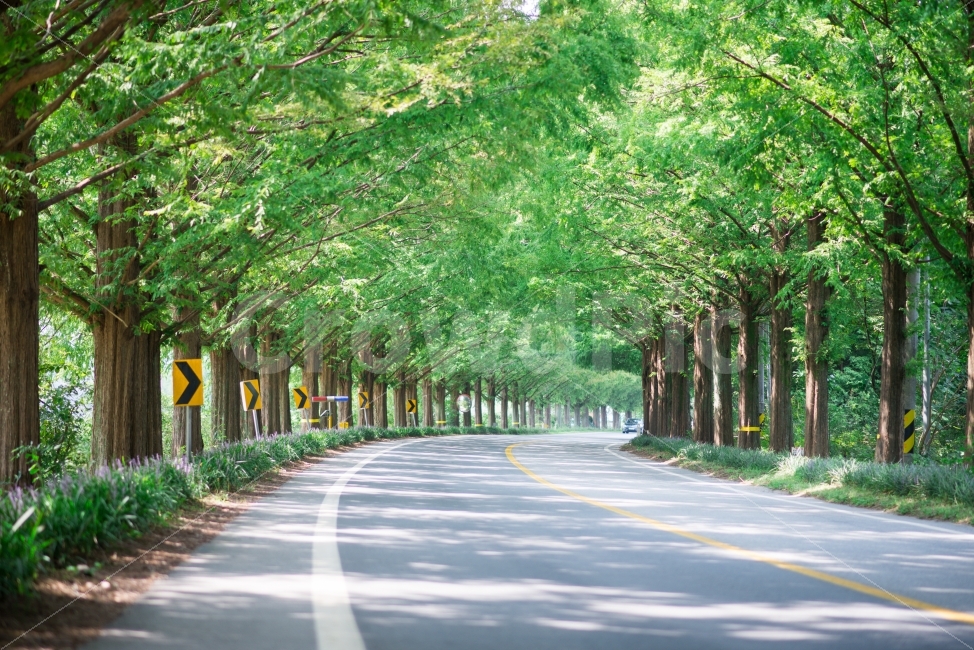 메타세콰이어,길,도로,맥문동,여름,초록,시원,자연,풍경,nature,landscape,여름,계절,summer,season,교통,교통수단,traffic,transportation,road