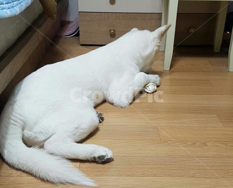 간식먹는개,풍산개,강아지,애완동물,애완견,dog