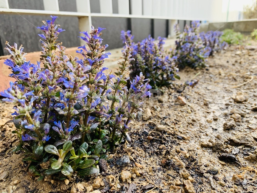 봄,식물,꽃,flower,전원주택,마당
