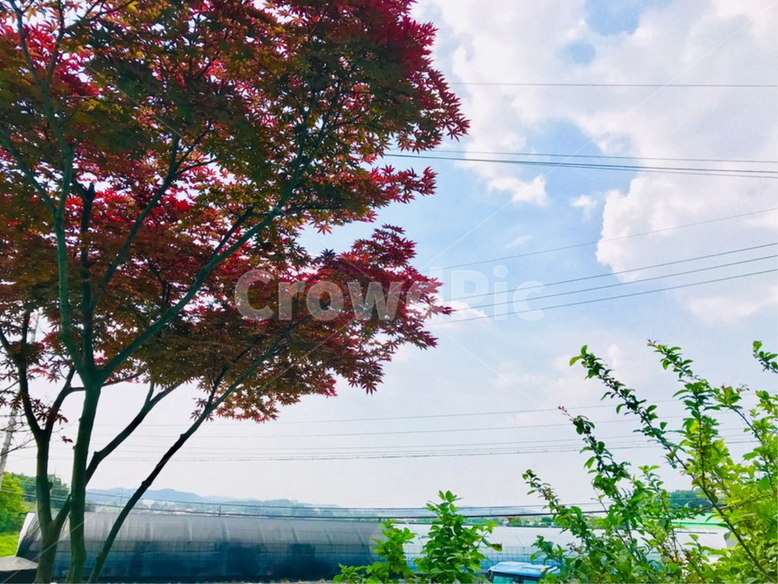 자연,나무,단풍,봄,가을,구름,맑음,날씨,가을,계절,fall,autumn,season,tree,plant,식물