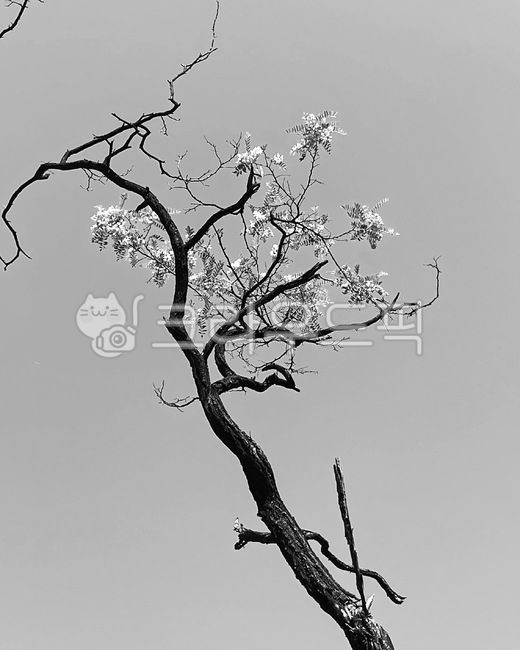 tree,나무,식물,마른나무,꽃과나무