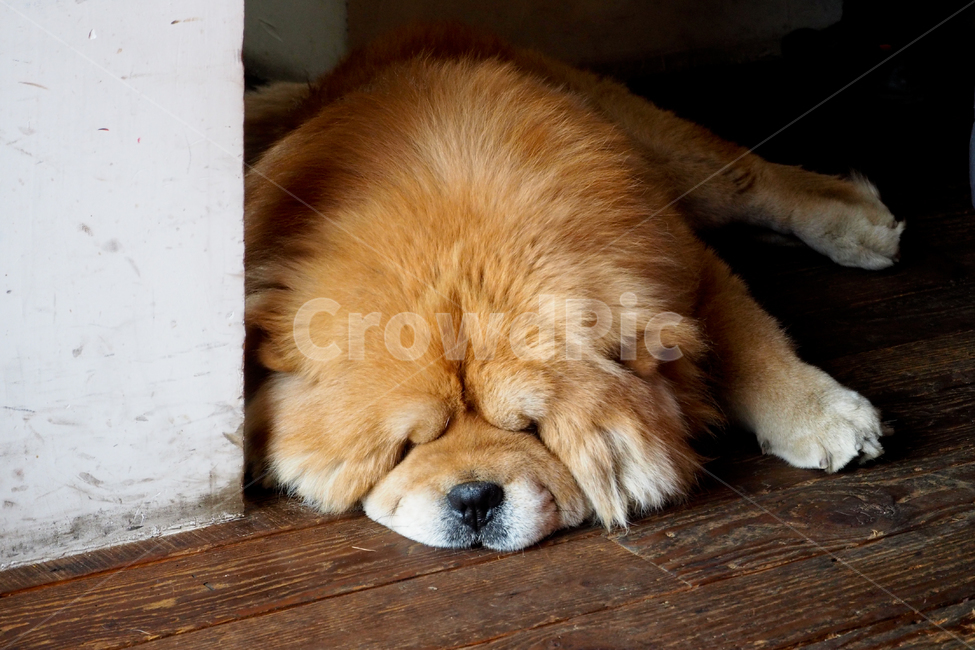 개,강아지,차우차우,dog,puppy,chowchow,동물,animal,포유류,mammal,개,강아지,dog,doggy
