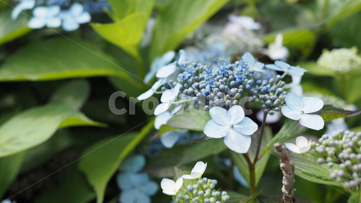 야생화,꽃,green,wildflower,flowers,공원