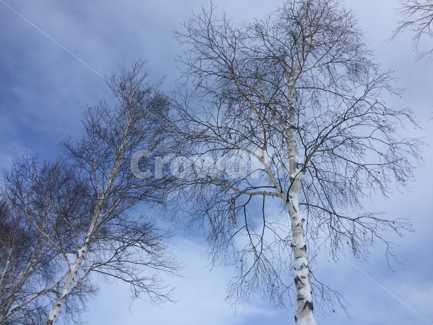 tree,나무,식물,plant,겨울,눈,하늘,sky,snow,winter