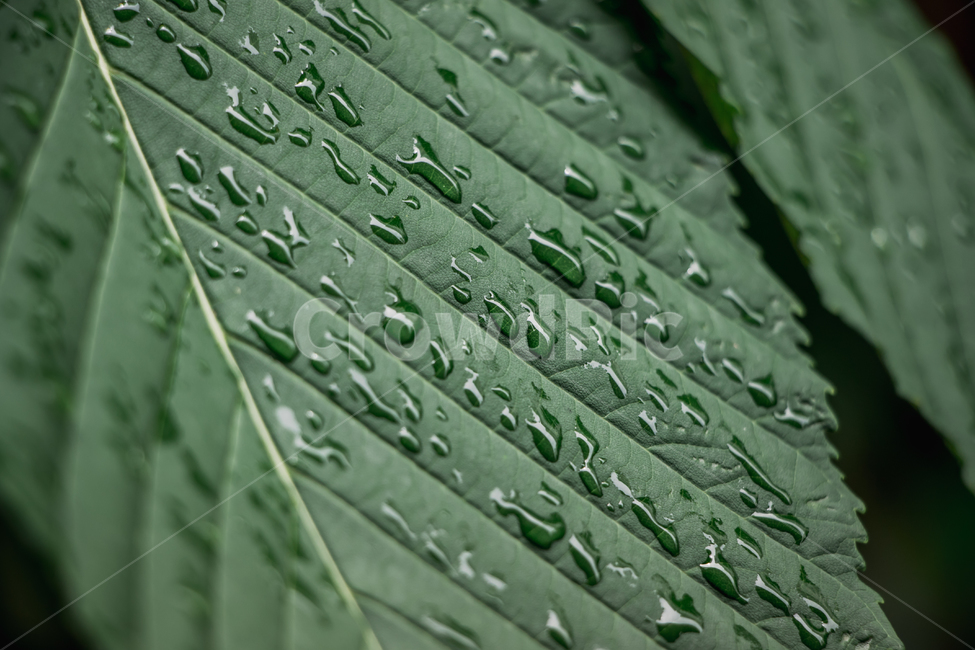 나무,잎,나뭇잎,배경,물,물방울,방울,식물,자연,plants,nature