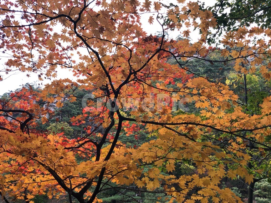 단풍,maple,tree,나무,식물,가을,계절,fall,autumn,season,plant,leaf,잎