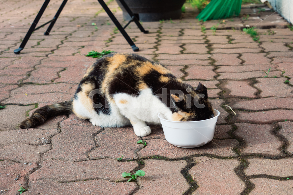 고양이,캣,냥냥이,길고양이,삼색이,치즈냥,냥,cat,동물,동물,animal,포유류,mammal,고양이,cat,kitten,kitty