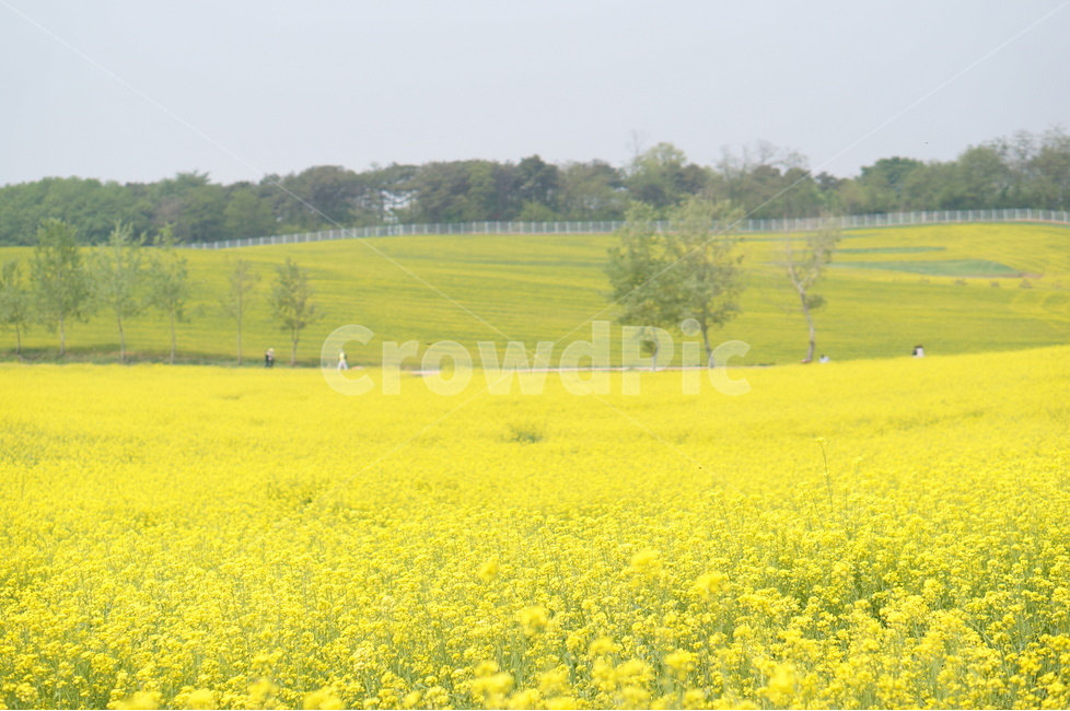 유채꽃,봄,노랑노랑,햇살,나무,풍경,봄,계절,spring,season,자연,풍경,nature,landscape,field,들,grassland,목초지,outdoors,옥외