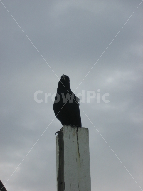 새,바닷가,시선,준비,휴식,동물,animal,조류,새,birds