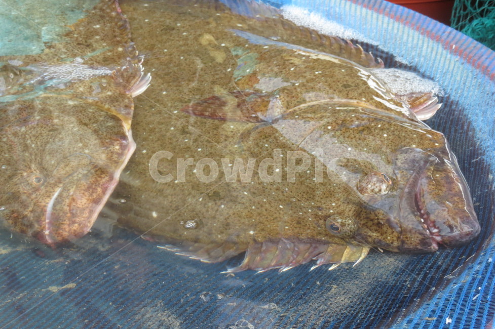 바다,물고기,광어,수산시장,회,sea,fish,halibut,flatfish,plaice,rawfish,sushi,스시,시장,마트,마켓,market,mart,market place,음식,식재료,요리,food,cook,meal,dishes,food reserves,수산물,해산물,fishery products,seafood