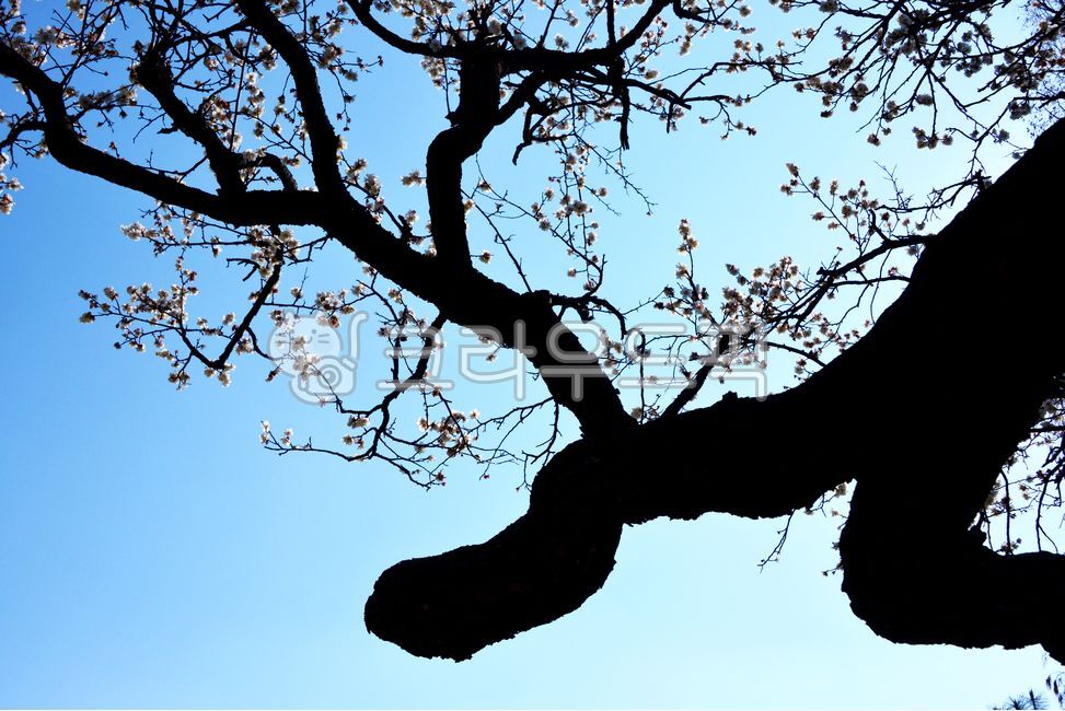 blue sky,blossom,Gimhae,Gimhae Construction Notice Waryongmae,tree,Gimhae Construction Announcement Plum Blossom Festival,Gimhae Plum Festival,flower,Geomseol Notice and Ryongmae,Plum Festival,tree trunk,Construction Engineering Plum Blossom Festival,Gimh