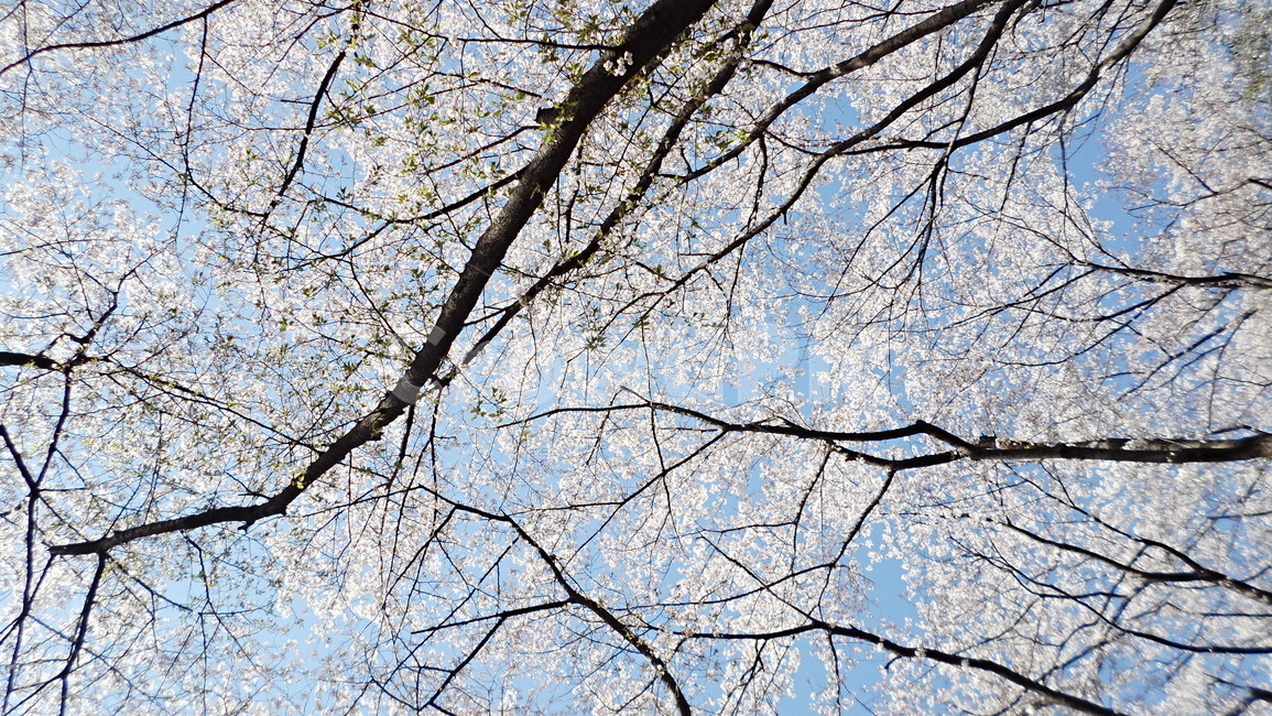 벚꽃나무,테미공원,벚꽃,나무,tree,봄,계절,spring,season,plant,식물,tree trunk,나무 줄기