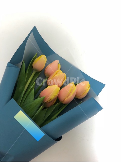 튤립,망고튤립,꽃다발,꽃,사랑