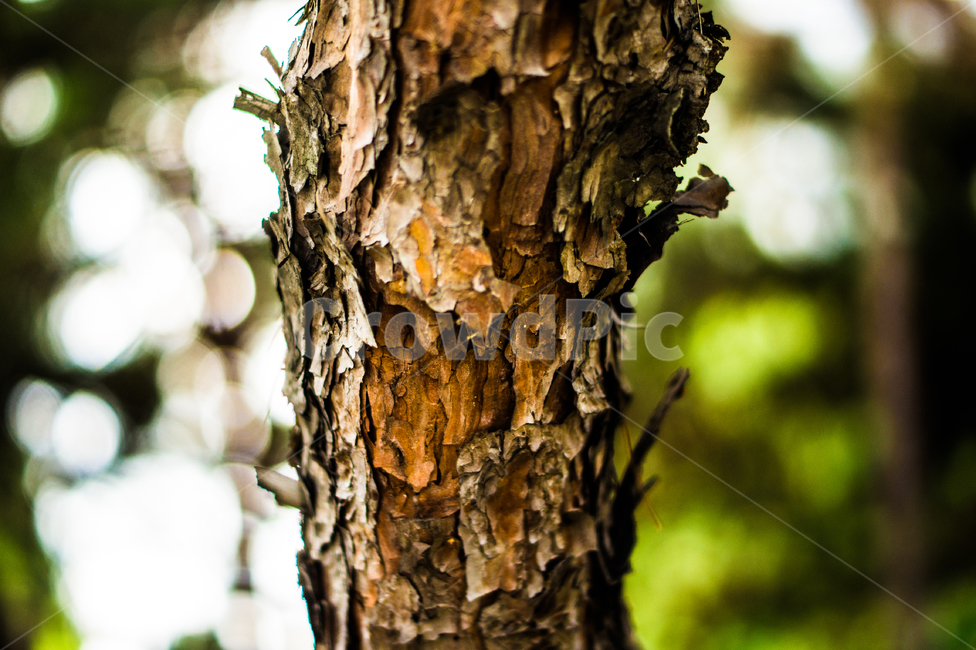 tree,나무,plant,식물,treetrunk,나무줄기,질감,wood,자연,nature,식물,자연,plants,nature,나무,trees,wood