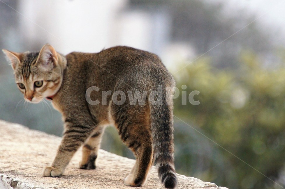 고양이,야옹이,야옹야옹,애완동물,동물,자연,nature,animal,초록,green,동물,animal,포유류,mammal,고양이,cat,kitten,kitty