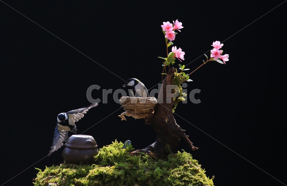 plant,식물,animal,동물,bird,새,새집,동박새,이끼,항아리,철쭉,철쭉꽃,식물,자연,plants,nature,꽃,flower,동물,animal,조류,새,birds