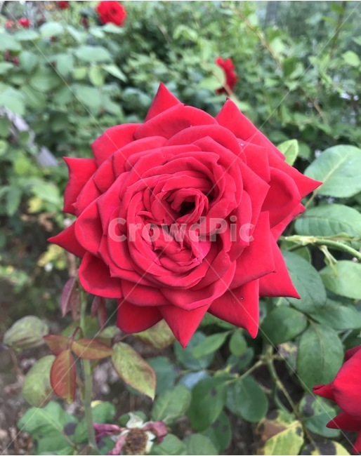flower,플라워,꽃,자연,장미,식물,자연,plants,nature,꽃,flower