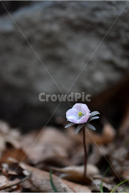 변산바람꽃,2018년,3월,야생화,꽃,생태,식물,자연,들꽃,산꽃,봄,감성,힐링,플라워,계절,시즌,wild,Flower,plants,nature,spring,season,배경,나무,목본,풀,초본,미나리아재비과,너도바람꽃속,flower,생태사진,봄꽃,변산,원조,자생지,오리지널,봄,계절,spring,season,식물,자연,plants,nature,꽃,flower,geranium,제라늄,plant,blossom