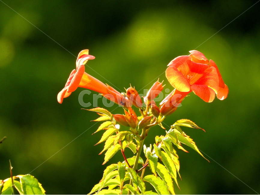 식물,꽃,자연,plant,flower,식물,자연,plants,nature,꽃,flower