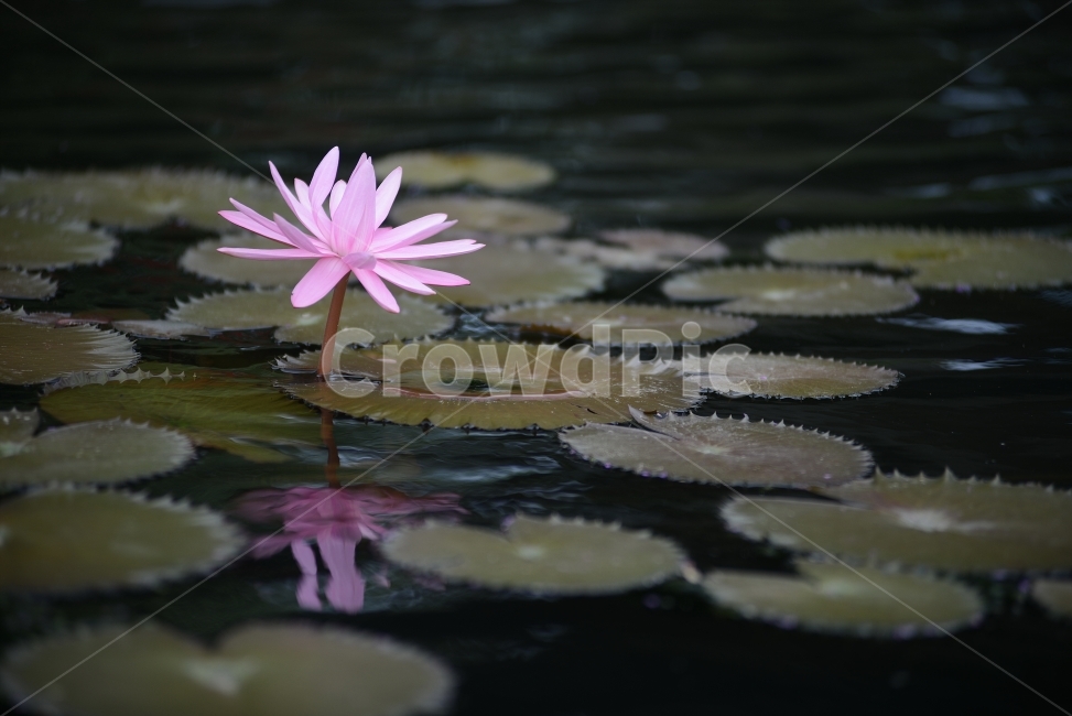 수련,연꽃,반영,물,자연,꽃,연잎,분홍,초록,식물,자연,plants,nature,꽃,flower