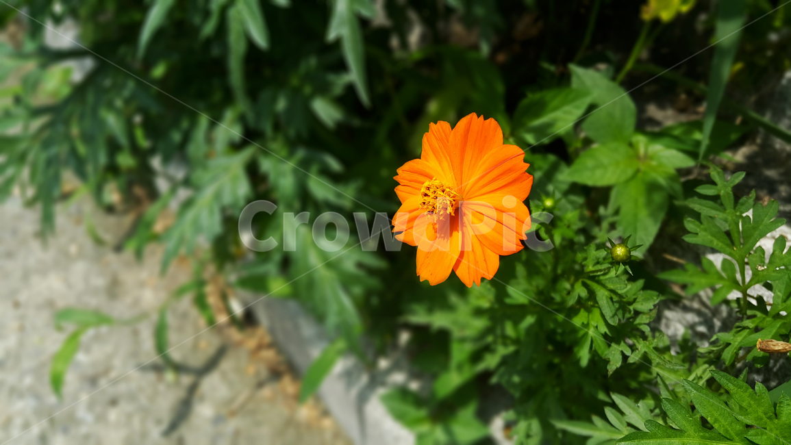 꽃,야생화,화단,컬러,flowers