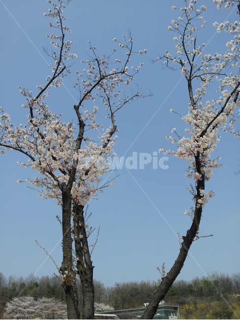북서울꿈의숲벚꽃,봄의벚꽃,벚꽃명소,벚꽃풍경,한국의벚꽃