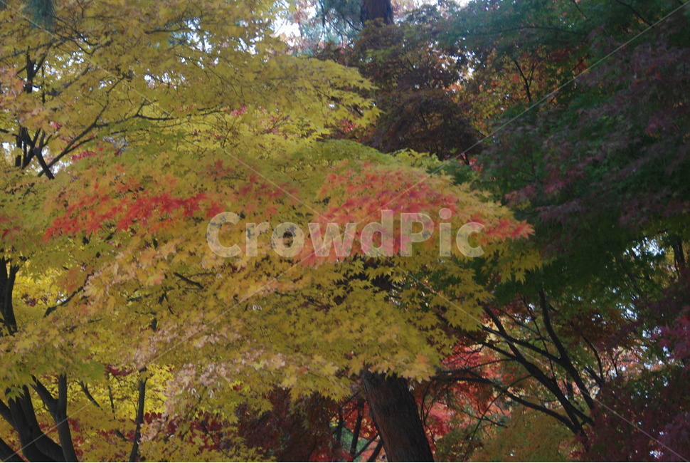 가을풍경,가을단풍,단풍,tree,나무,가을,계절,fall,autumn,season