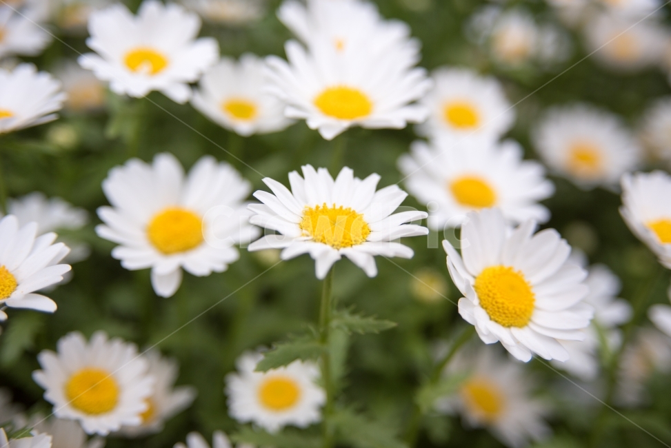 코스모스,봄,여름,들꽃,꽃,식물,자연,접사,plants,nature,flower,식물,자연,plants,nature,꽃,flower