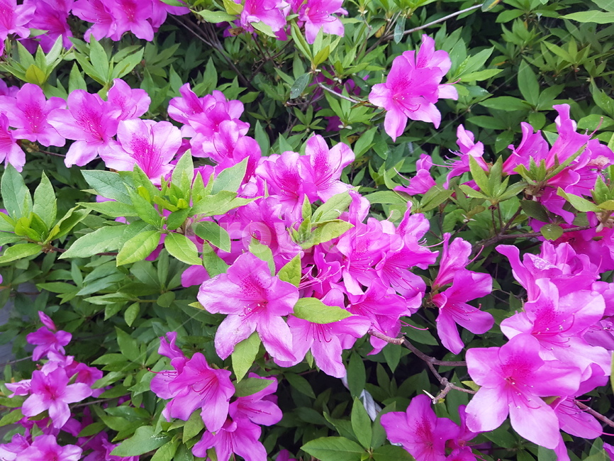 철쭉,꽃,봄꽃,자연,봄,식물,계절,flower,springflowers,배경